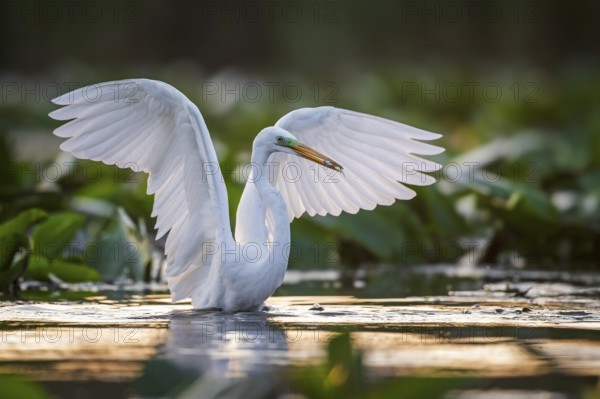 Great White Egret (Ardea alba) Winter visitor, migratory bird, resting bird, foraging, with fish as