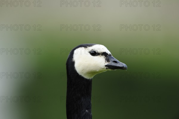Lateral portrait of a black and white goose in a natural setting, Barnacle goose (Branta