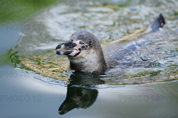 A penguin swims calmly on the water with soft reflections on the surface, Humboldt Penguin
