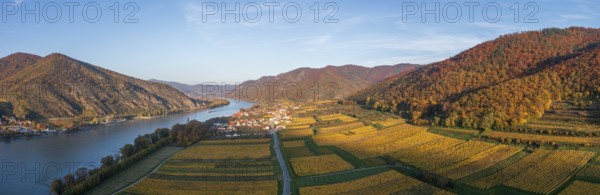 Vineyards in autumn near Hofarnsdorf, Wachau, Lower Austria, Austria, Europe