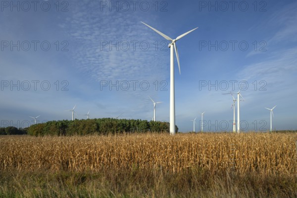 Wind turbines on the A9 motorway, cornfield in front, Thuringia, Germany, Europe