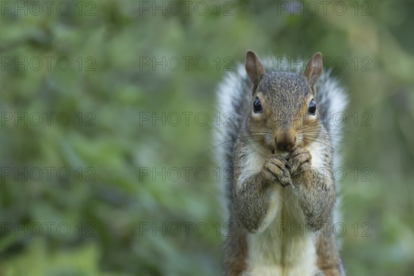 Grey squirrel (Sciurus carolinensis) adult animal feeding on a Hazel tree nut in the autumn,