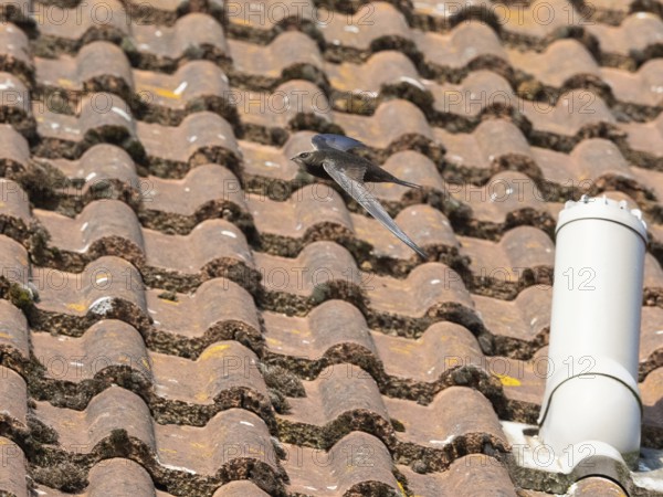 Common swift (Apus apus), adult bird in flight above house roof, Hesse, Germany, Europe