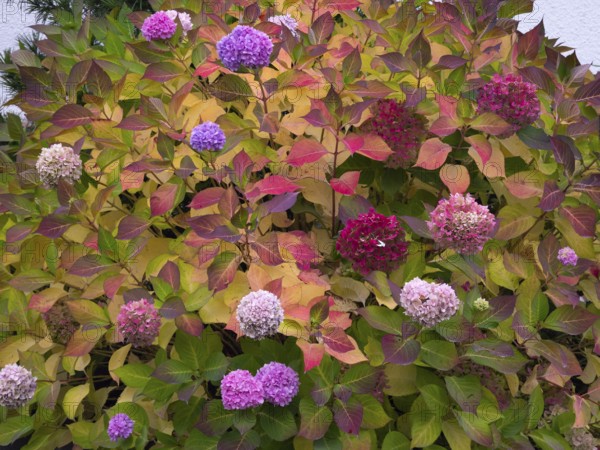 Hydrangea (Hydrangea), or Hortensia, bush in a garden, with flowers and autumn color, Hesse,