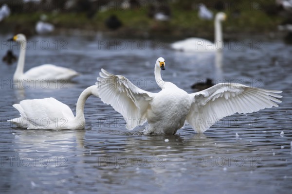 Tundra Swan, Bewick's Swan, Cygnus columbianus at winter in Slimbridge, England, United Kingdom,