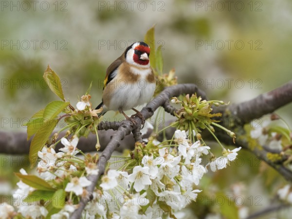 European Goldfinch (Carduelis carduelis) adult bird, perched on a flowering cherry branch, Hesse,