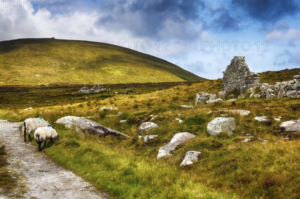 Sheep grazing in front of a ruined stone house in a meadow, footpath through an abandoned village,