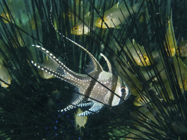 Tropical cardinalfish, Banggai cardinalfish (Pterapogon kauderni), seeks shelter in the spines of a