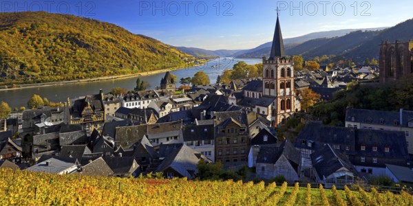 Autumn view of Bacharach on the Rhine with St. Peter's Church, UNESCO World Heritage Upper Middle