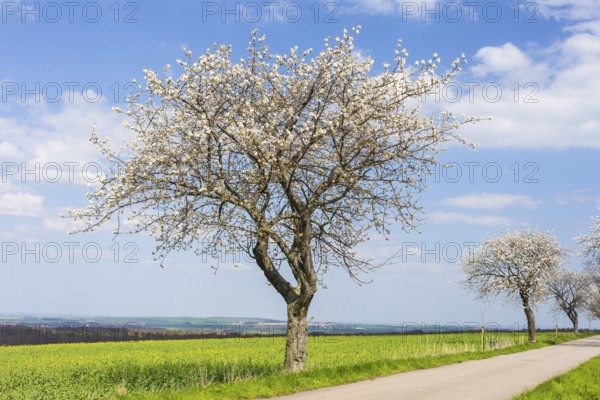 Cherry tree (prunus) in blossom next to an almost flowering rape field (brassica napus), Collm,