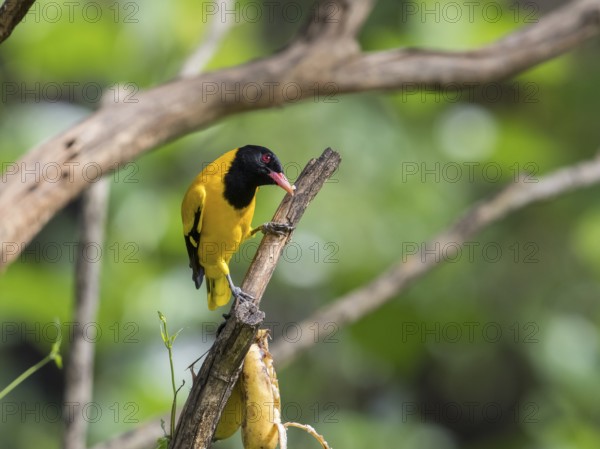 Black-headed oriole (Eurasian Golden Oriole xanthornus), Kaeng Krachan National Park, Thailand,