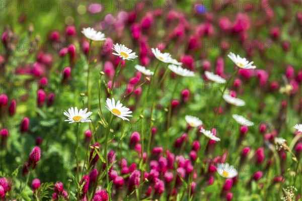 Flowering meadow with daisies (Leucanthemum) and incarnate clover (Trifolium incarnatum) in bloom,