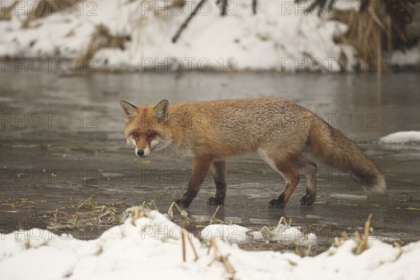 Red lynx (Vulpes vulpes) secured on a frozen stream, Allgäu, Bavaria, Germany, Allgäu, Bavaria,