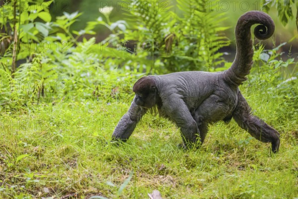 A common woolly monkey, brown woolly monkey, or Humboldt's woolly monkey (Lagothrix lagothricha)