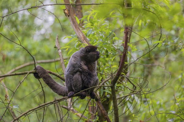 A common woolly monkey, brown woolly monkey, or Humboldt's woolly monkey (Lagothrix lagothricha)
