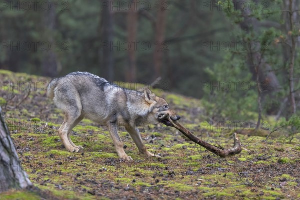 One young male eurasian gray wolf (Canis lupus lupus) running thru a forest with rocks and heather.