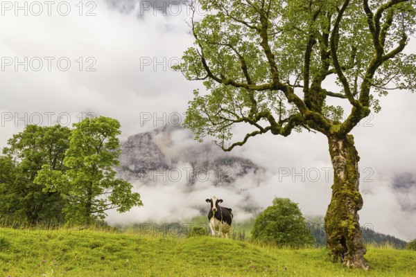 A cow stands under a Sycamore maple tree, Acer pseudoplatanus, in summertime. Mountains in the