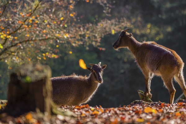 Two female Himalayan tahr (Hemitragus jemlahicus) are backlit in a forest. In the background is a