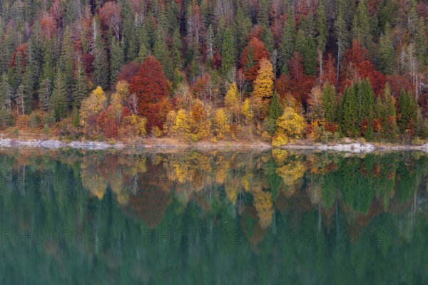 Fall foliage with refection in the lake. Early morning at the Sylvenstein reservoir, Reservoir in