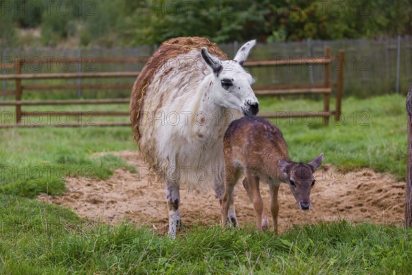 A female Llama (Lama guama) and a Red deer calf (Cervus elaphus) being friends
