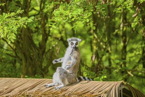 A ring-tailed lemur (Lemur catta) sits on a palm frond roof and enjoys the sunshine