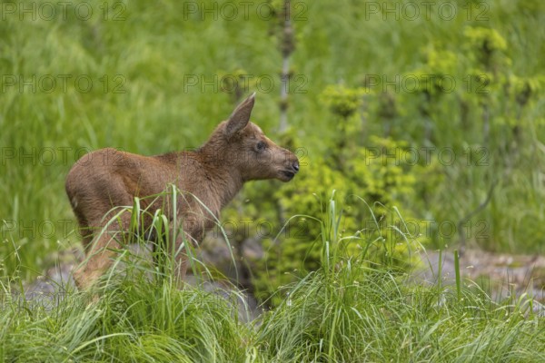 One baby moose or elk, Alces alces, (19 days old, born May 8, 2020 on a meadow with tall fresh