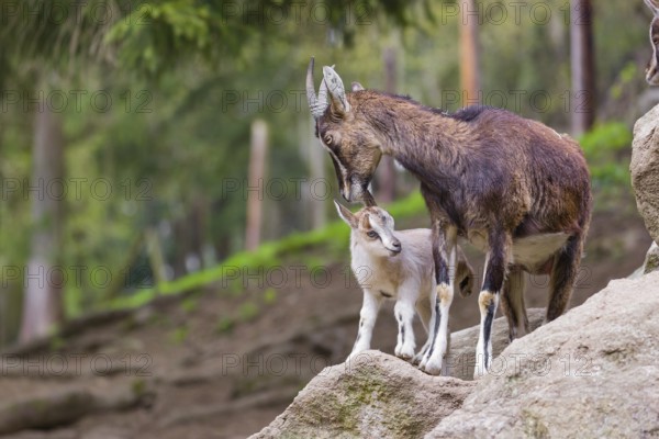 Motherly care. A female bezoar ibex (Capra aegagrus aegagrus) stands together with her goatling on
