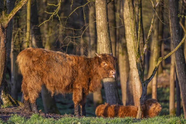 A Highland calf (Bos primigenius taurus) stands at a forest edge, a second one is resting on the