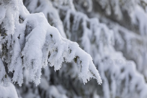 The crystals of hoarfrost look like lace on the snow-covered fir branches, winter landscape on the