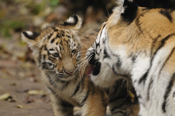 A tiger cub interacts playfully with an adult tiger, affection shows, Siberian tiger (Panthera