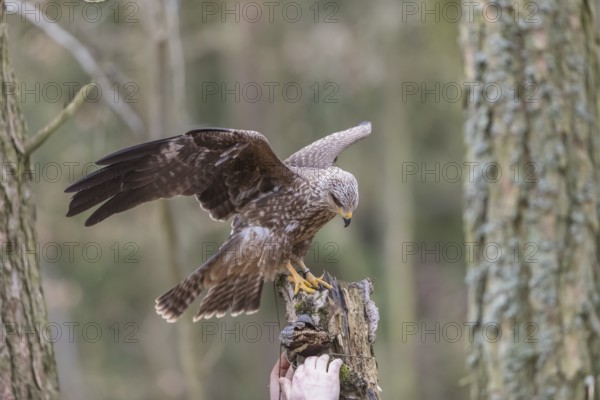 One black kite (Milvus migrans) sitting with spreaded wings on a dead birch tree in a forest