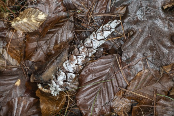 Resinised Douglas fir cone (Pseudotsuga menziesii) in fallen leaves, Emsland, Lower Saxony,