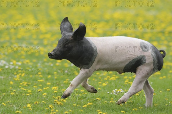 A black and white pig runs across a meadow with yellow flowers and green grass,