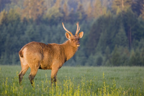 A Sambar stag (Rusa unicolor), stands on a meadow in first morning light