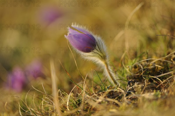 Purple flower growing amidst grass in soft sunlight, Pasque flower (Pulsatilla vulgaris), Upper