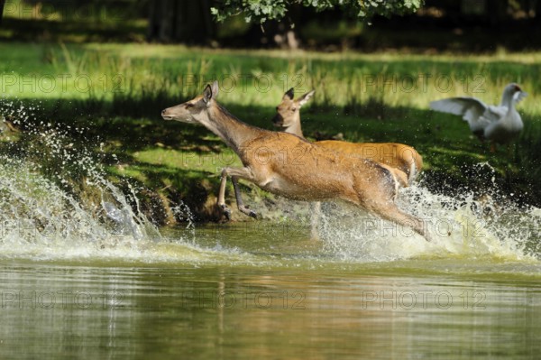 Red deer (Cervus elaphus) galloping through the stream, accompanied by a goose, Bavaria