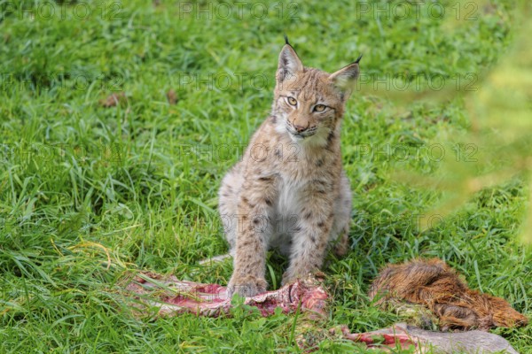 A young Eurasian lynx (Lynx lynx) eats the leg of a red deer lying in a meadow