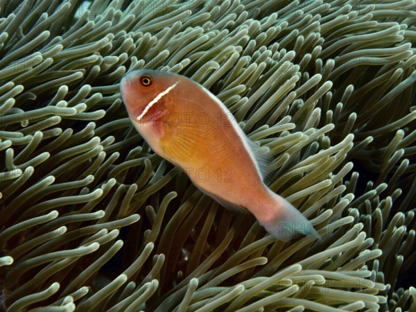 An orange collar anemonefish (Amphiprion perideraion) swimming in a sea anemone, dive site