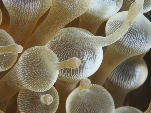 Close-up of transparent golden tentacles of a bubble anemone (Entacmaea quadricolor), dive site