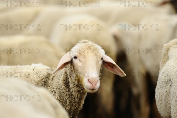 A sheep looks out of a herd into the camera, domestic sheep (Ovis orientalis aries), Franconia