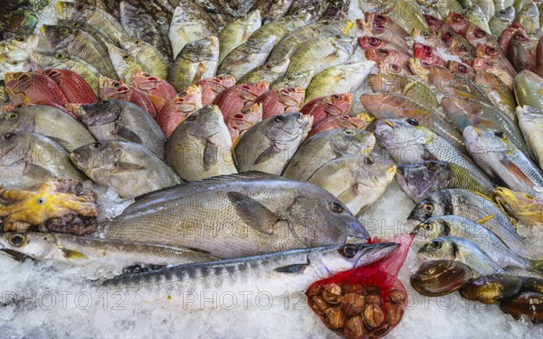 Red Sea Fish, Fish Market in Hurghada, Egypt, Africa