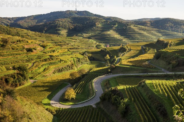 Hilly landscape and vineyards in autumn, near Oberbergen, Kaiserstuhl, Baden-Württemberg, Germany,