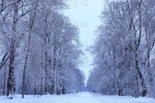Natural monument Pieschener Allee in the snow, four-row lime tree avenue (Tilia) in the Ostragehege