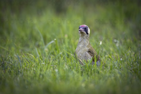 Green woodpecker (Picus viridis), young bird foraging in meadow, Rosensteinpark, Stuttgart,