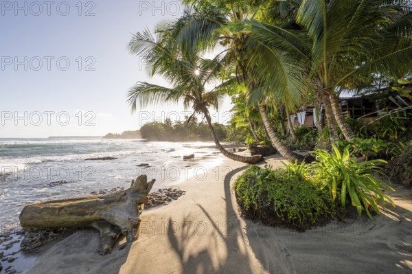 Sea and Caribbean sandy beach with palm trees at sunrise, sun star, Caribbean coast, Playa Negra,