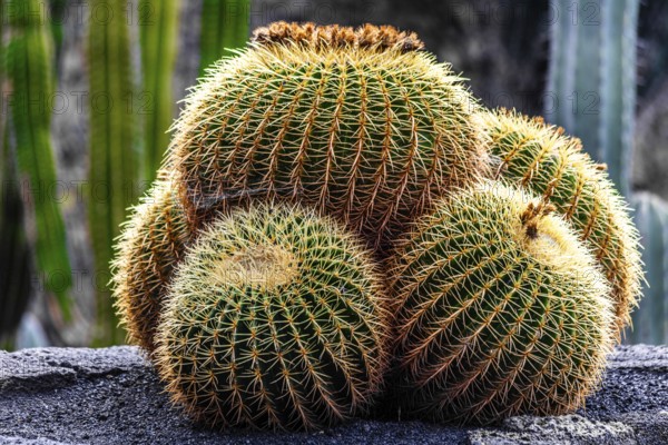2016, Guatiza, Lanzarote, Jardin de Cactus by Cesar Manrique, ESP, Spain, Canary Islands, Canary