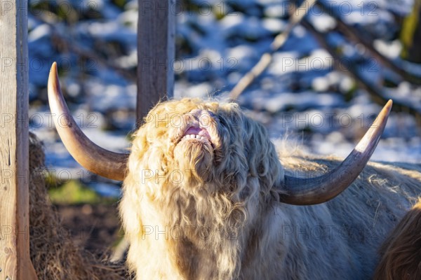 A Highland cow with light-coloured horns and plaited coat next to a wooden fence, Seewald, Black