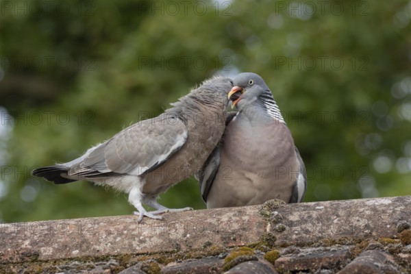 Wood pigeon (Columba palumbus) two birds adult bird feeding a juvenile baby cobb on an urban house