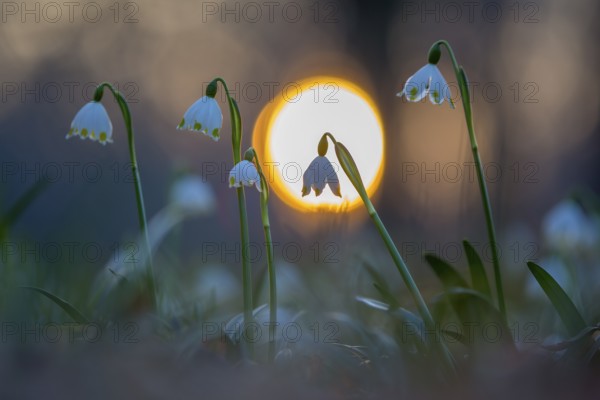 Spring snowdrop (Leucojum vernum), March snowdrop, March bells, sunset, blossoms, plants, spring,