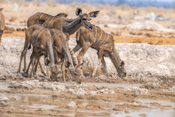 Greater kudu (Tragelaphus strepsiceros), four females drinking at a waterhole, Nxai Pan National